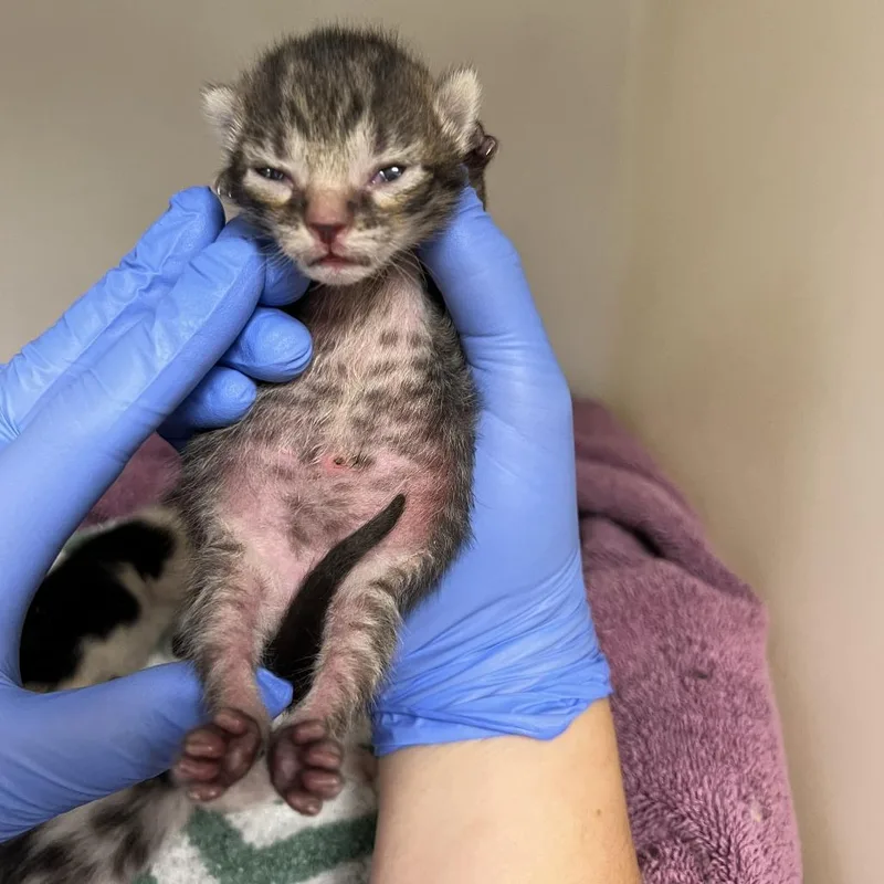 A baby small-sized male Brown / Chocolate Domestic Short Hair cat named Bramble for adoption in Harrisonburg, VA