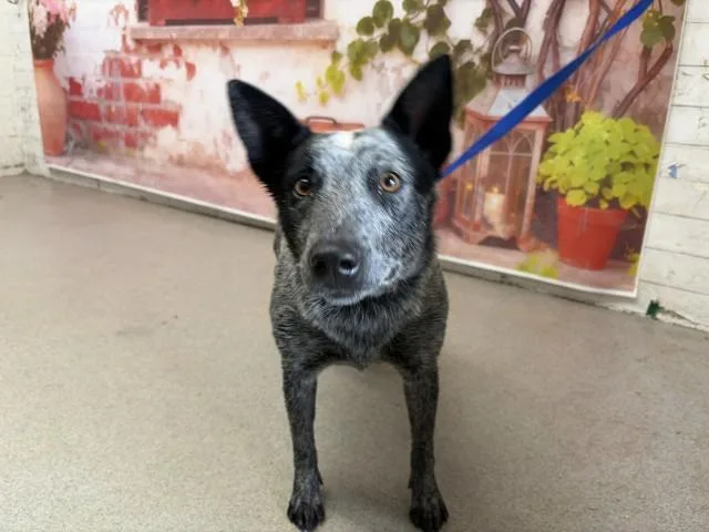 A young medium-sized female Australian Cattle Dog / Blue Heeler dog named Star for adoption in San Bernardino, CA