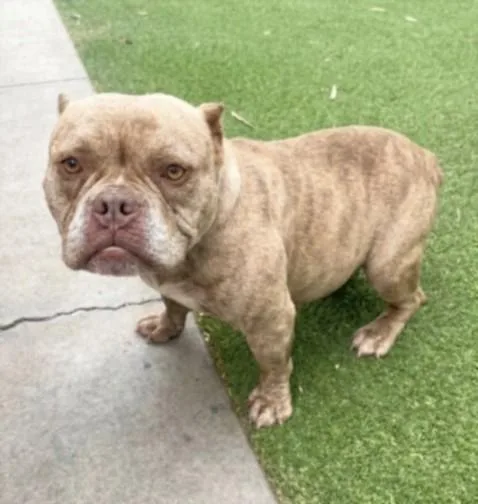 An adult medium-sized female Pit Bull Terrier dog named Amber for adoption in San Pedro, CA