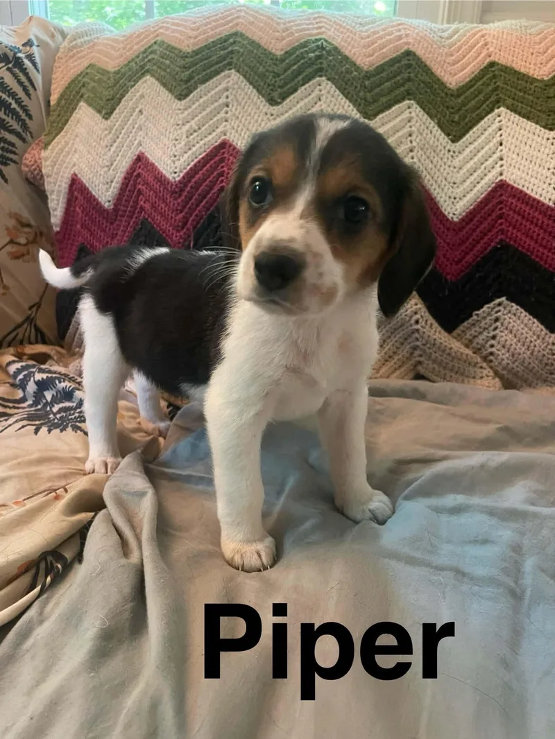 A baby medium-sized female Tricolor (Brown, Black, & White) Beagle dog named Piper for adoption in Stafford, VA