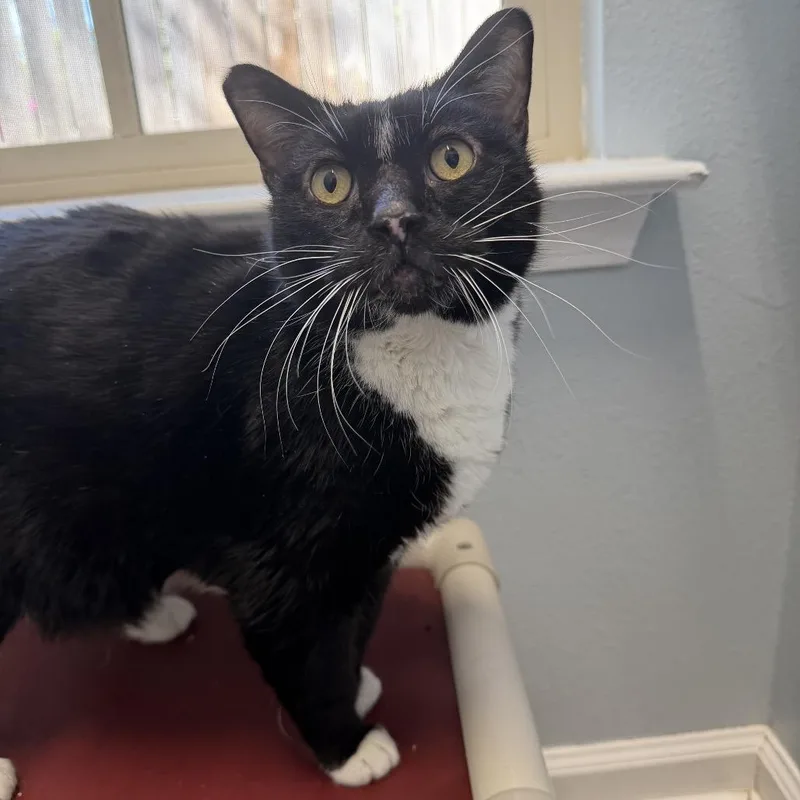 An adult large-sized male Black Domestic Short Hair cat named Mr. Myagi for adoption in Folsom, LA