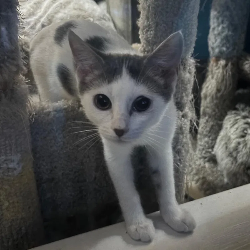 A baby small-sized female White Domestic Short Hair cat named Sweetie for adoption in Bulverde, TX