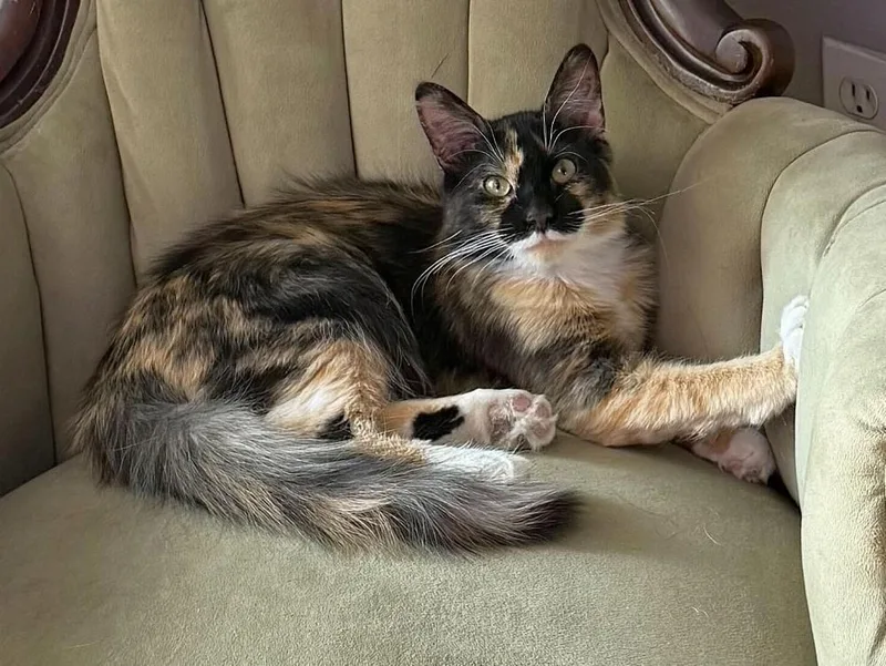 Lady Himi
