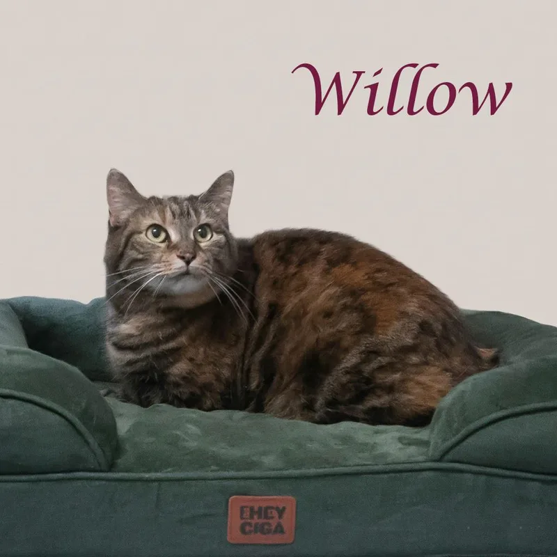 Willow C