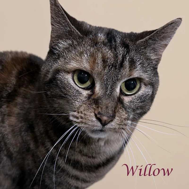 Willow C thumbnail 2