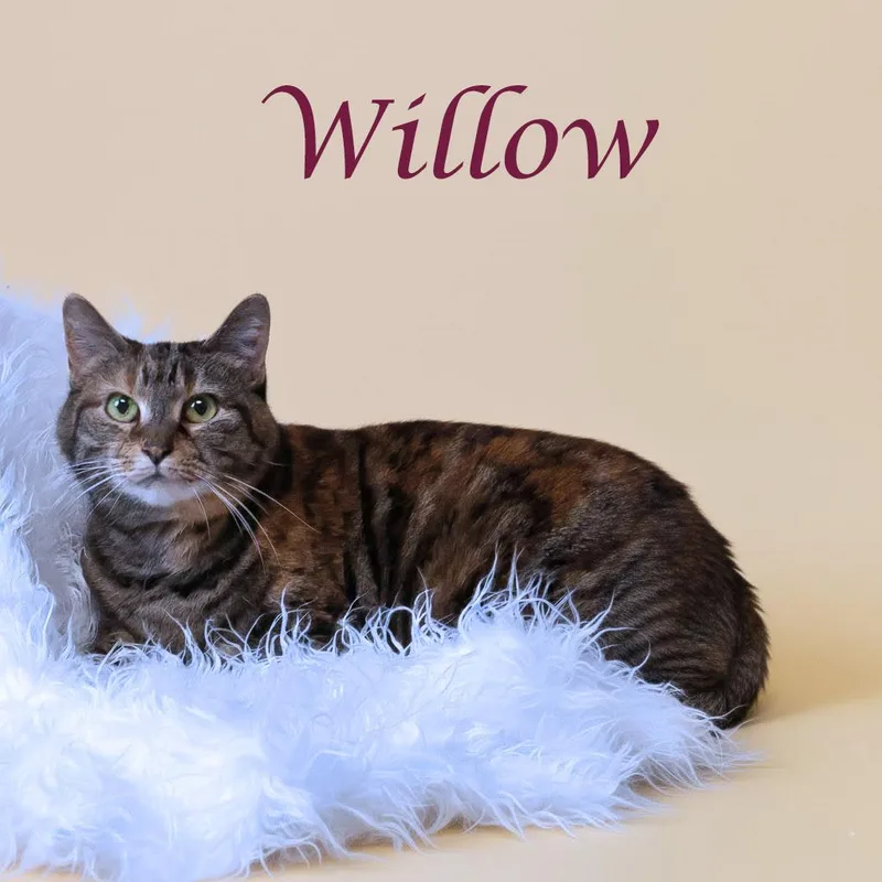 Willow C thumbnail 3