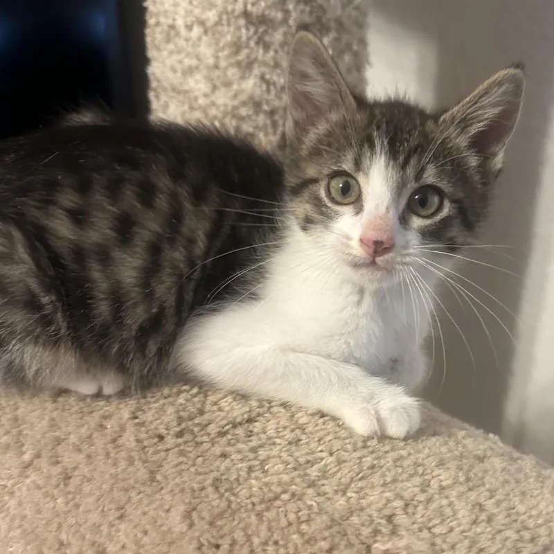 A baby small-sized female White Domestic Short Hair cat named Daisy for adoption in Layton, UT