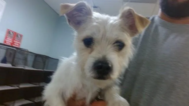 A young small-sized male Terrier dog named Scrappy for adoption in Miami, FL