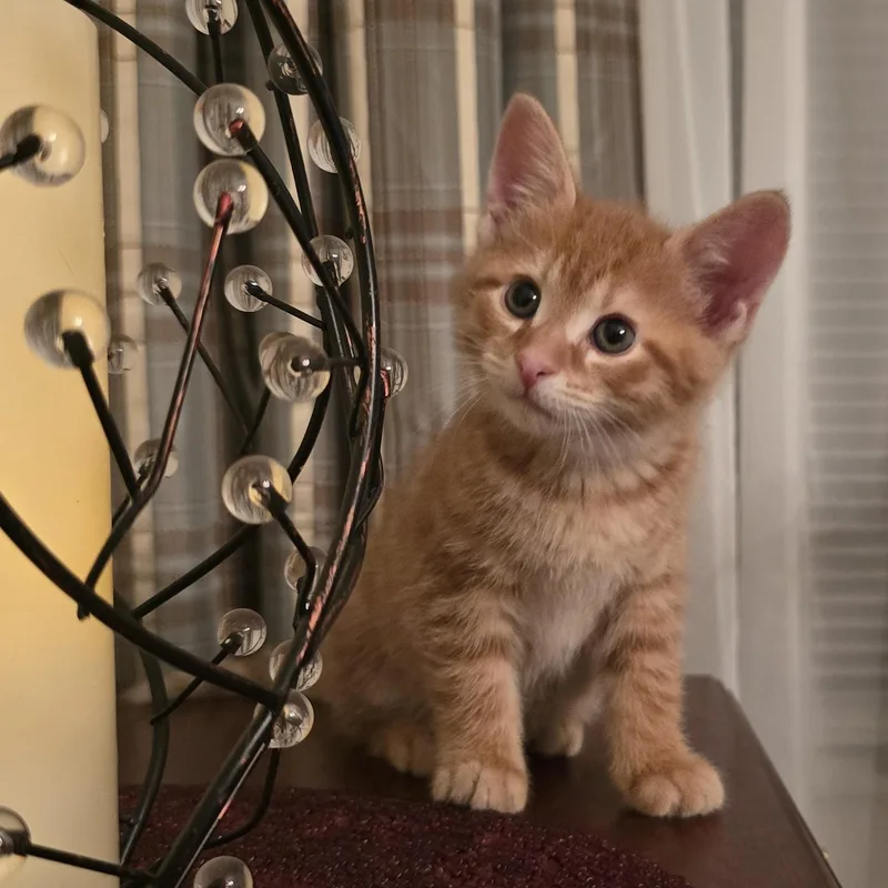 A baby medium-sized male Tabby (Orange / Red) Domestic Short Hair cat named Sunny for adoption in Lemoyne, PA