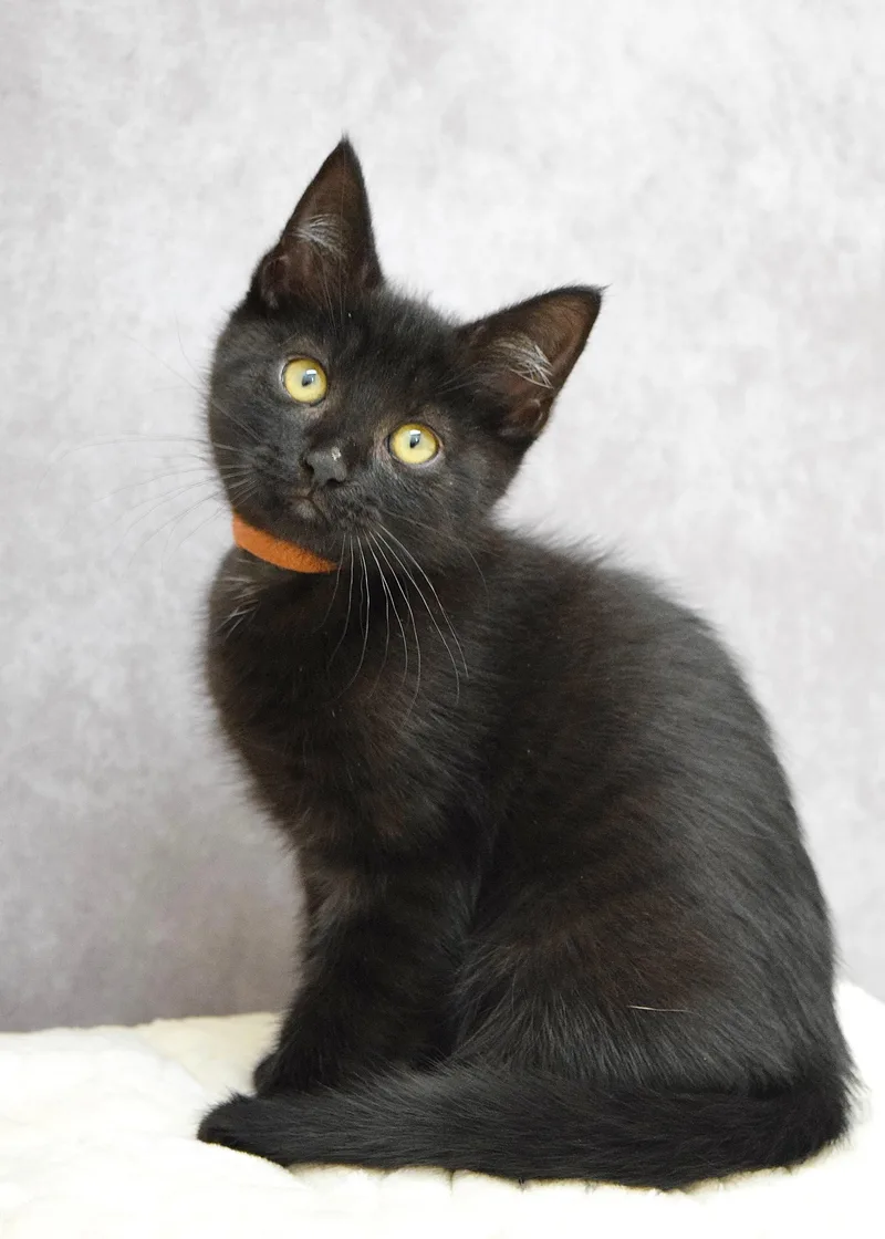 A baby medium-sized male Black Domestic Short Hair cat named Skip for adoption in Dublin, CA