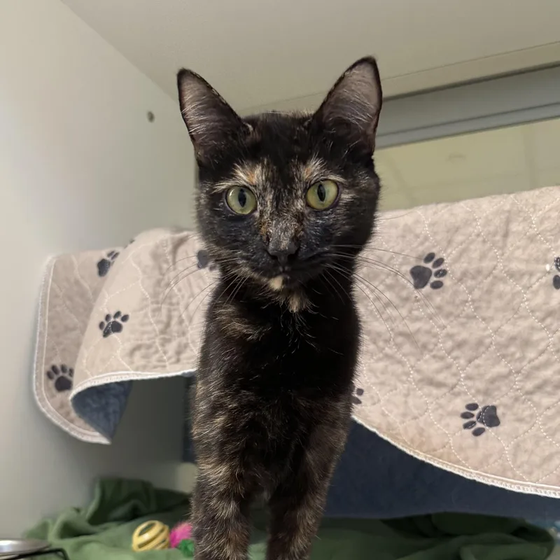 A baby medium-sized female Tortoiseshell Domestic Short Hair cat named Lemonade Stand for adoption in Manassas, VA
