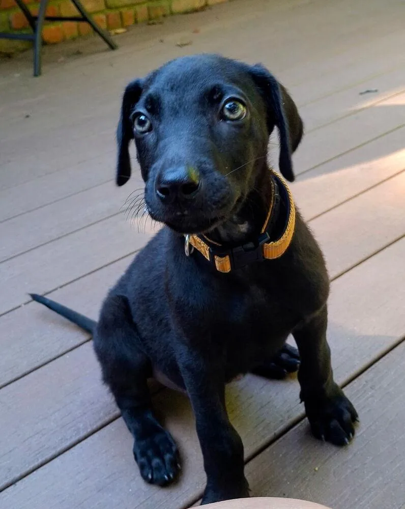 A baby small-sized male Black Weimaraner dog named George for adoption in Loveland, OH