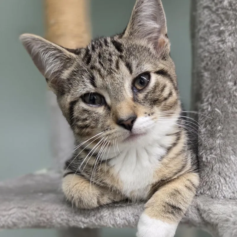 A baby small-sized male Gray / Blue / Silver Domestic Short Hair cat named Elliot for adoption in Pittsford, VT