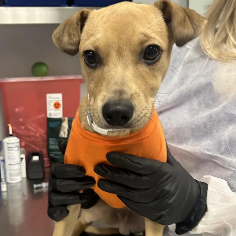 A baby small-sized male Yellow / Tan / Blond / Fawn Mixed Breed dog named HalloWeenie for adoption in Greenville, SC