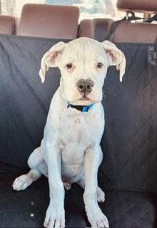 A young large-sized male Boxer dog named Wayne for adoption in Katy, TX
