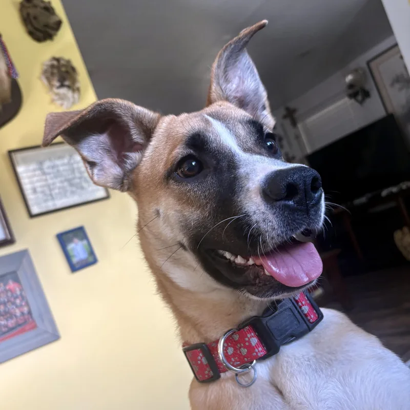 A young medium-sized female German Shepherd Dog named Delilah for adoption in Kearneysville, WV