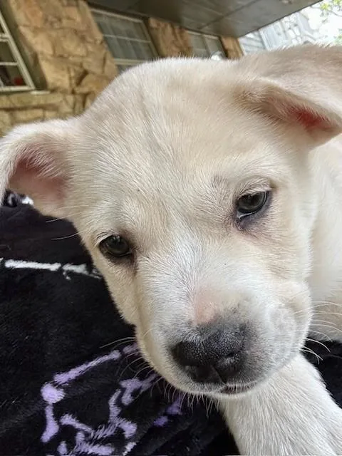 A baby medium-sized male White / Cream French Bulldog dog named Gus for adoption in Joshua, TX