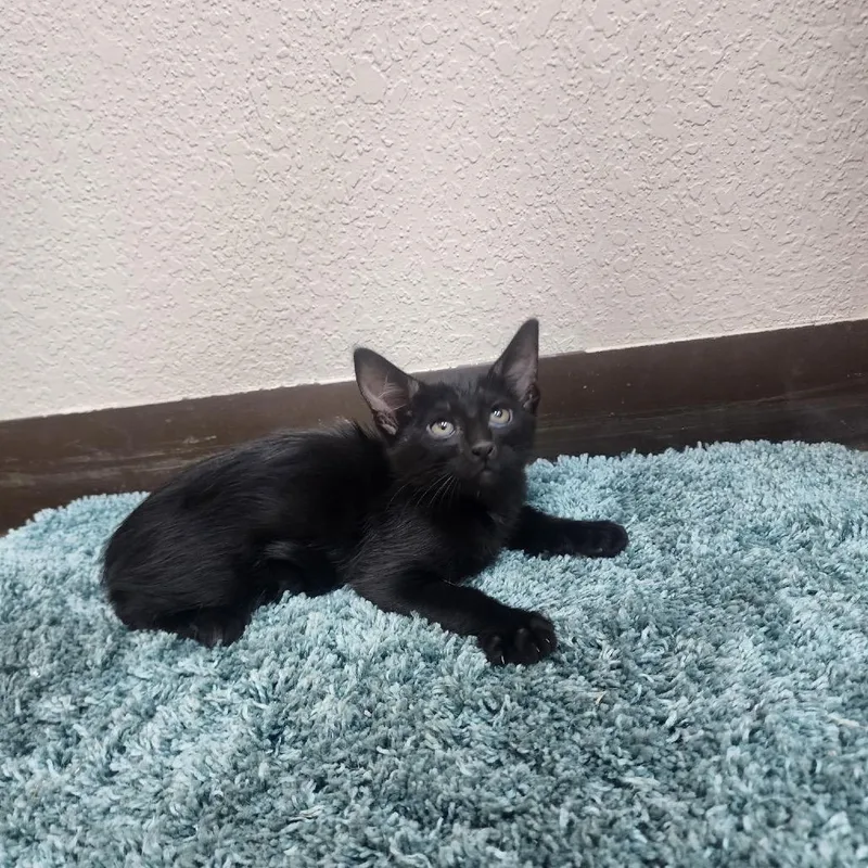 A baby small-sized female Black American Shorthair cat named Kylo for adoption in Collinsville , OK