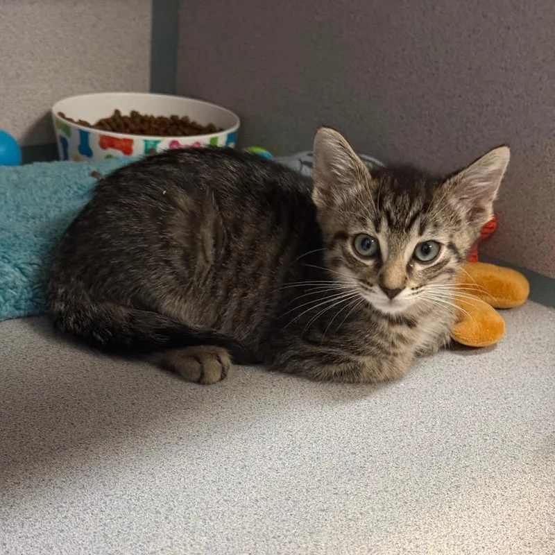 A baby small-sized male Brown / Chocolate Domestic Short Hair cat named Dillie for adoption in Port Charlotte, FL