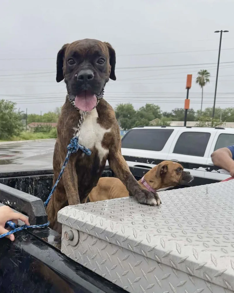 Tyson Tx thumbnail 2