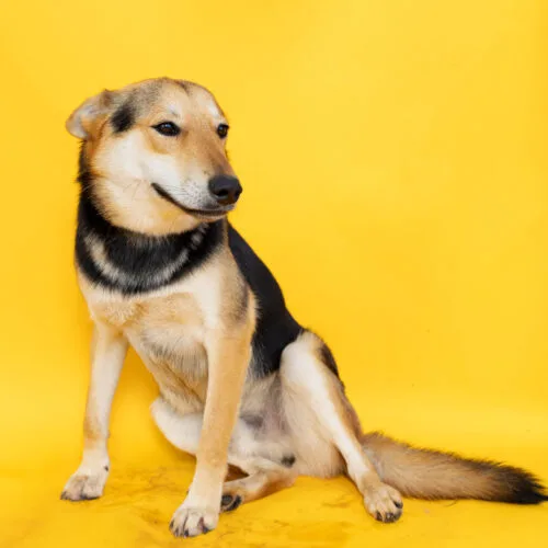A young medium-sized male Black German Shepherd Dog dog named Blake for adoption in Sullivan City, TX
