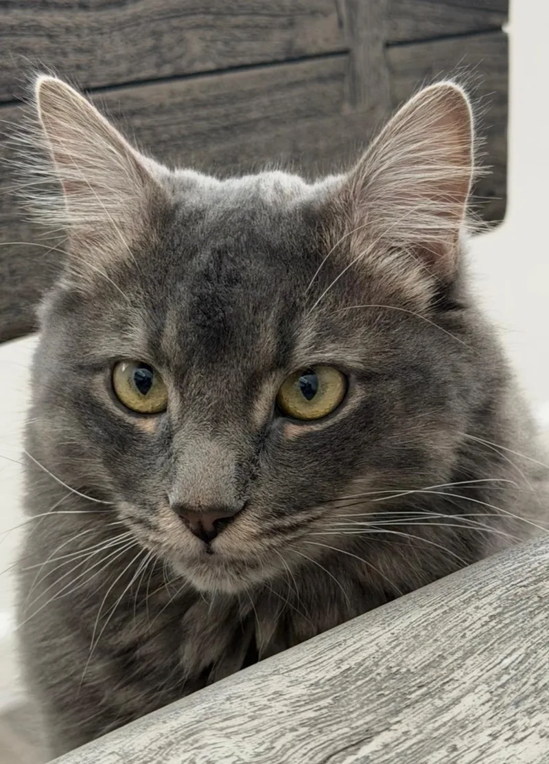 An adult medium-sized male Domestic Long Hair cat named Link Twilight Bonded To for adoption in Chandler, AZ