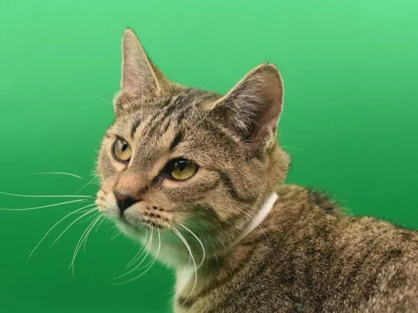 A young small-sized female Domestic Short Hair cat named Yara for adoption in Portland, OR