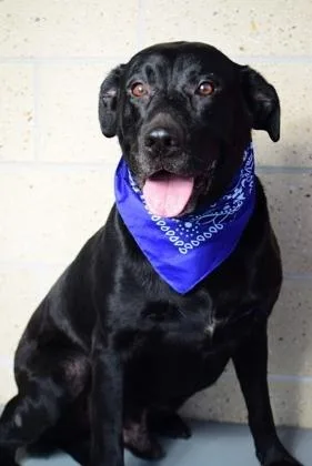 An adult large-sized male Labrador Retriever dog named Jerry for adoption in Madison, NJ