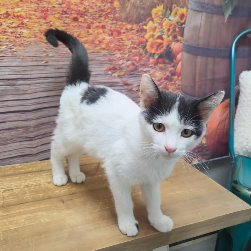 A baby small-sized male Domestic Short Hair cat named Genji for adoption in Normal, IL