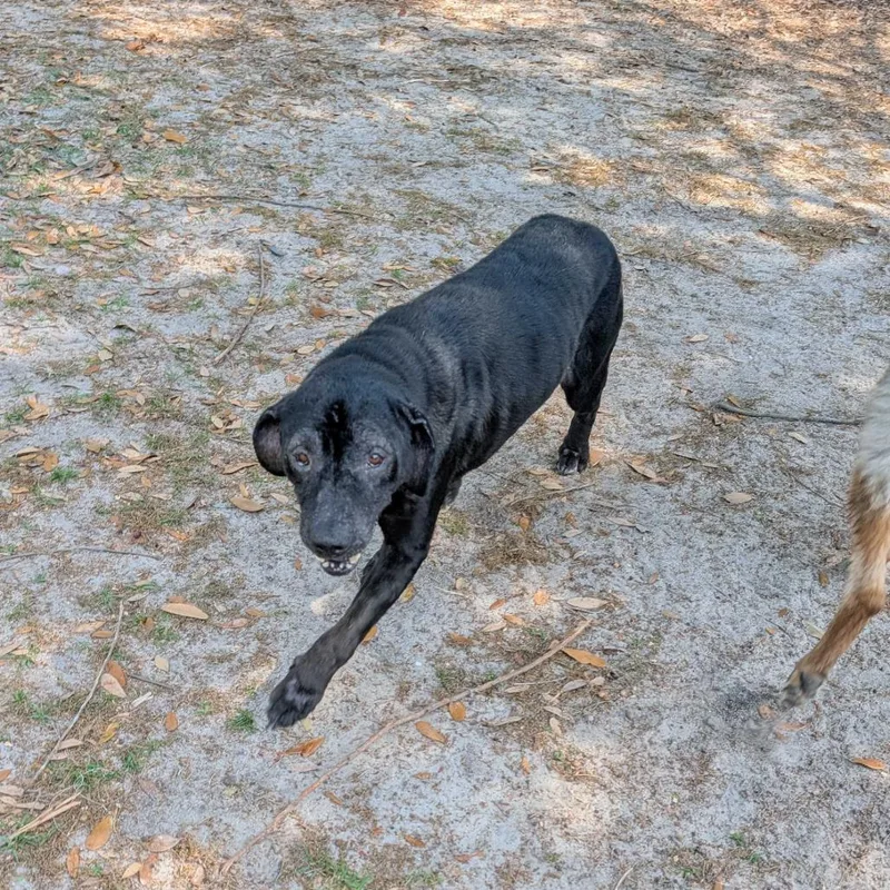 Gertrude thumbnail 2