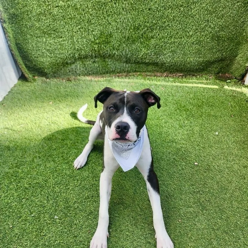 A young large-sized male Black American Staffordshire Terrier dog named Caesar for adoption in Houston, TX