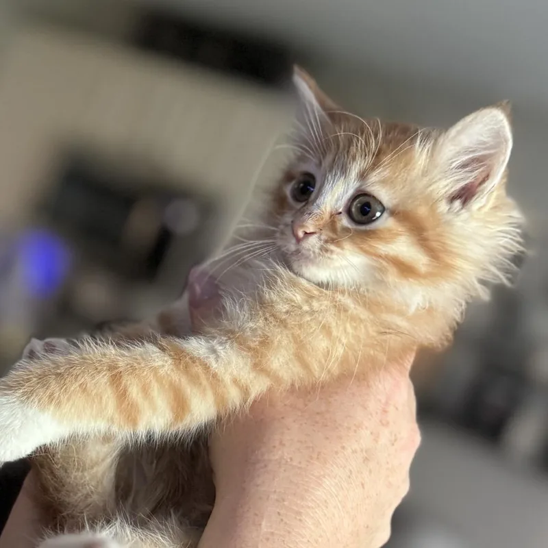 A baby small-sized female Orange / Red Domestic Short Hair cat named Clementine for adoption in Buffalo, MN