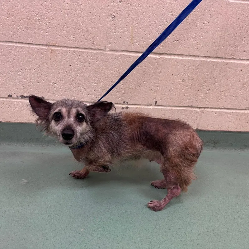 An adult small-sized female Brown / Chocolate Mixed Breed dog named Brenda for adoption in Memphis, TN