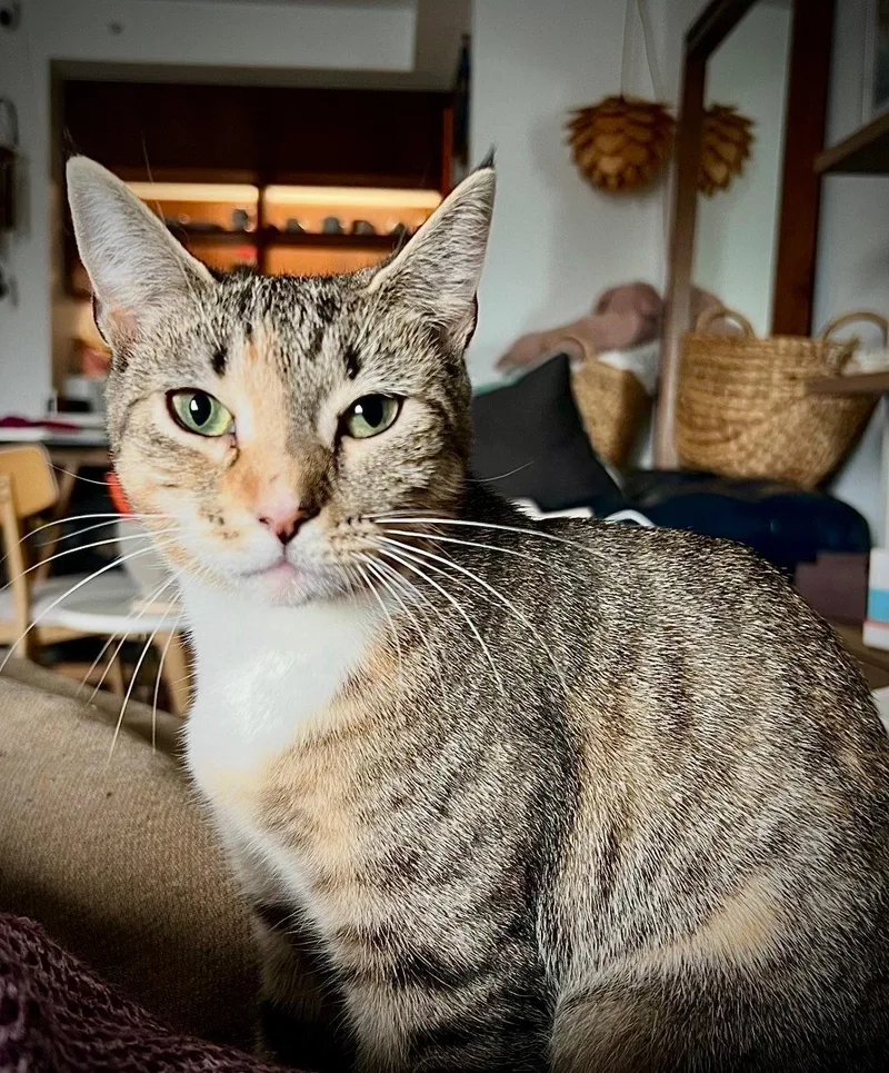 A young medium-sized female Domestic Short Hair cat named Lamb for adoption in Brooklyn, NY