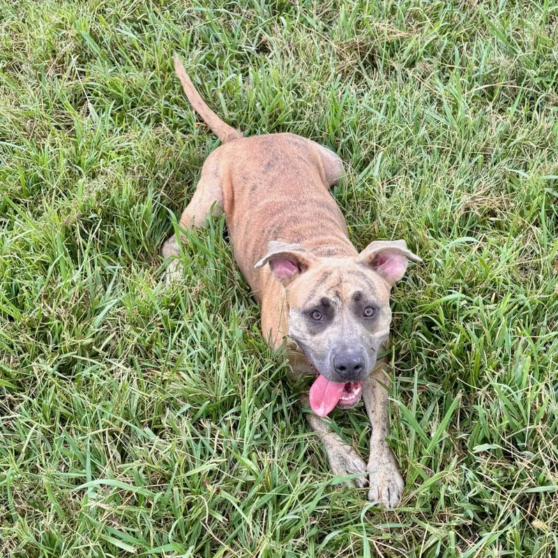 An adult medium-sized female Pit Bull Terrier dog named Honey for adoption in Lebanon, TN