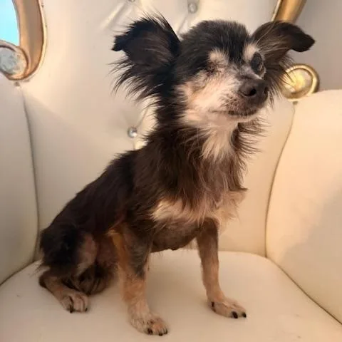 A senior small-sized female Tricolor (Brown, Black, & White) Chihuahua dog named Petunia for adoption in Santa Rosa, CA