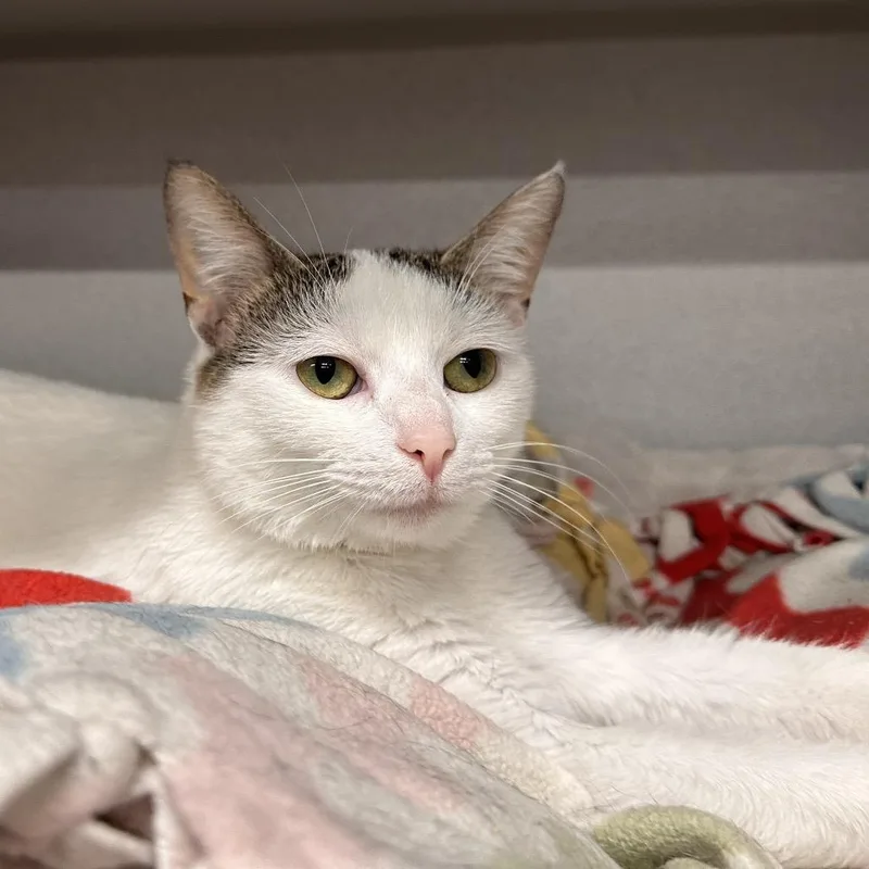 An adult small-sized female White Domestic Short Hair cat named Nami for adoption in Mount Vernon, IN