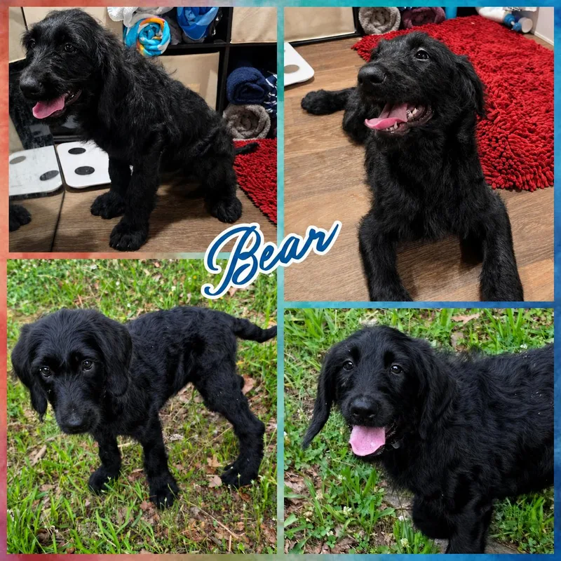 A baby large-sized male Black Goldendoodle dog named Bear for adoption in Blacksburg, SC