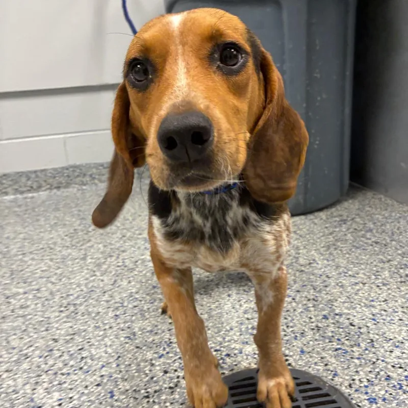 An adult small-sized male Black Mixed Breed dog named Joe Dirt for adoption in Greenville, SC