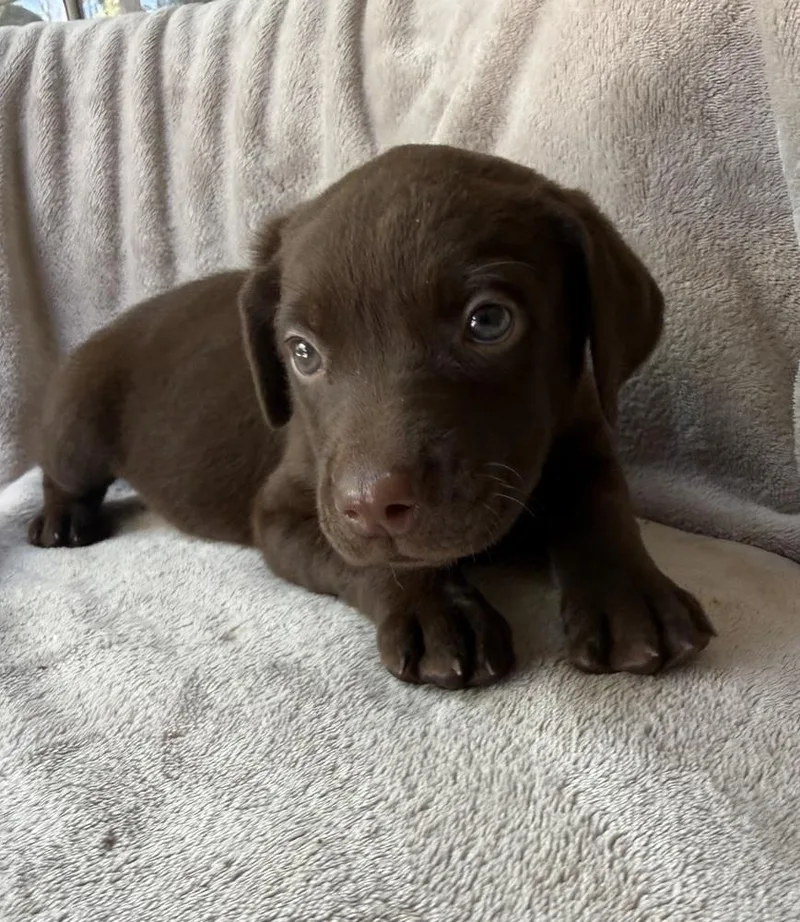 A baby large-sized female Brown / Chocolate Golden Retriever dog named Cherry for adoption in Warr Acres, OK