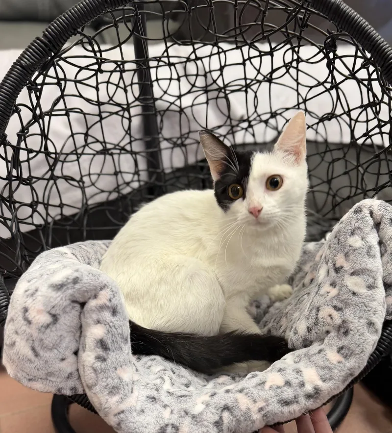 An adult medium-sized female Domestic Short Hair cat named Bell for adoption in West Haven, CT