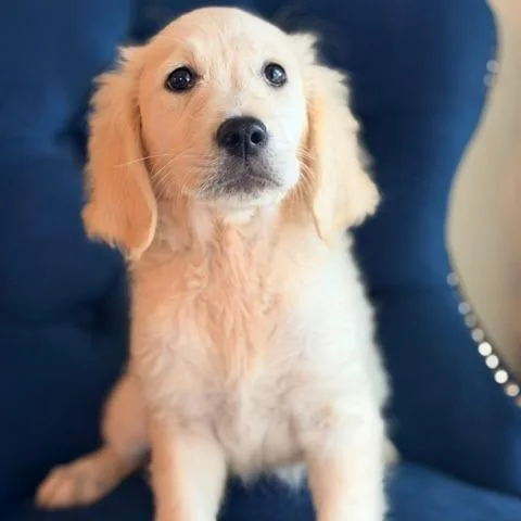 A baby medium-sized female Golden Retriever dog named Imogen for adoption in Zionsville, IN