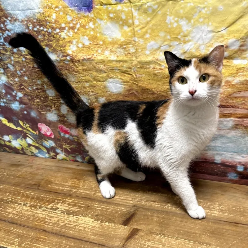 An adult medium-sized female Calico Domestic Short Hair cat named Teresa for adoption in Normal, IL