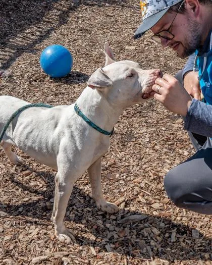 An adult large-sized male Mixed Breed dog named Metatron for adoption in Chamblee, GA