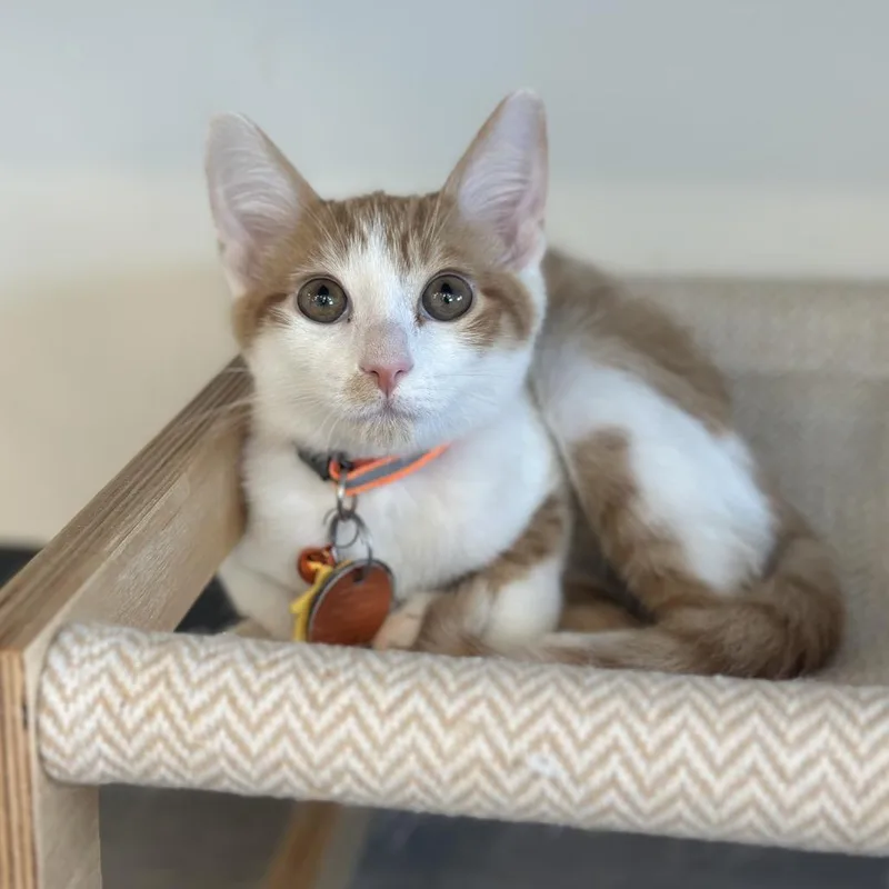 A baby small-sized male Orange / Red Domestic Short Hair cat named WV Moon for adoption in Port Washington, NY