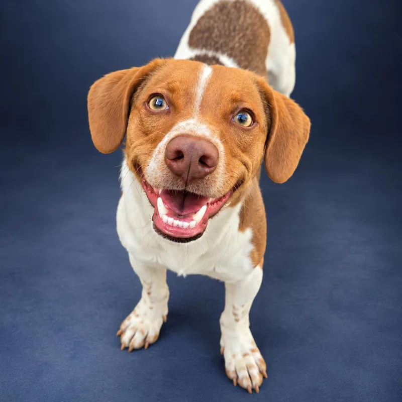 An adult small-sized male Beagle dog named Max for adoption in Newport, TN