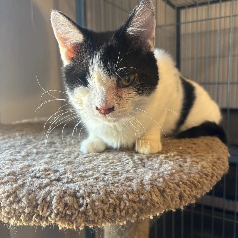 A young small-sized female Black Domestic Short Hair cat named Moo for adoption in Midland, TX