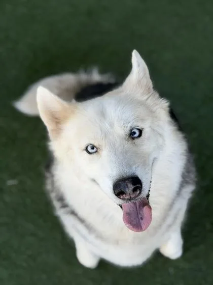 An adult large-sized female Gray / Blue / Silver Siberian Husky dog named Luna May for adoption in Sacramento, CA