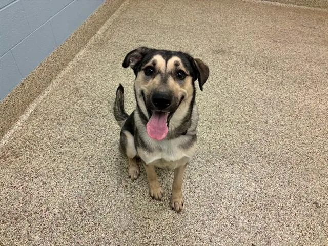 A young large-sized male German Shepherd Dog dog named Pawmer for adoption in Colorado Springs, CO