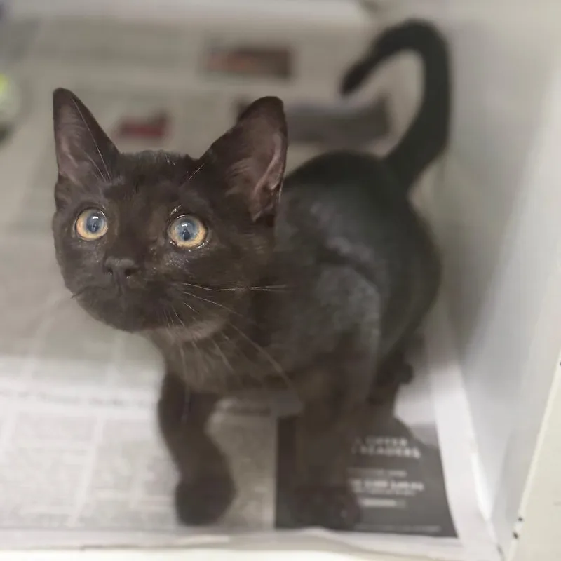 A baby small-sized female Black Domestic Short Hair cat named Miley for adoption in Auburn, AL
